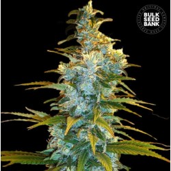 NORTHERN LIGHT · Bulk Seed Bank · cannabis seeds · Fem