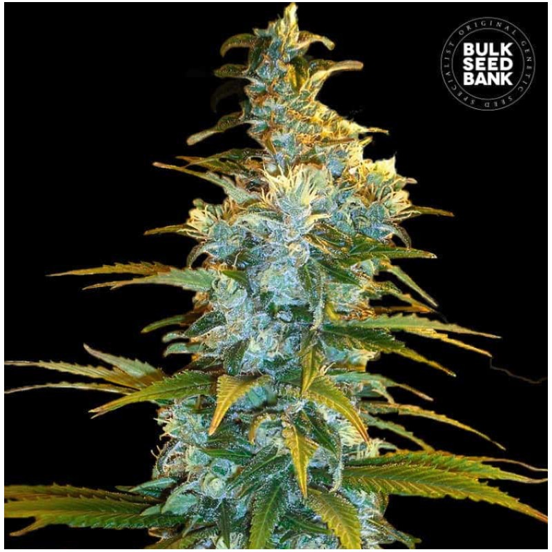 NORTHERN LIGHT · Bulk Seed Bank · cannabis samen · Fem