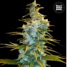 NORTHERN LIGHT · Bulk Seed Bank · cannabis samen · Fem