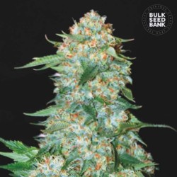 OG KUSH · Bulk Seed Bank · cannabis samen · Fem