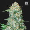 OG KUSH · Bulk Seed Bank · semi di canapa · Fem