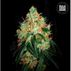 ORIGINAL ORANGE BUD · Bulk Seed Bank · semi di canapa · Fem