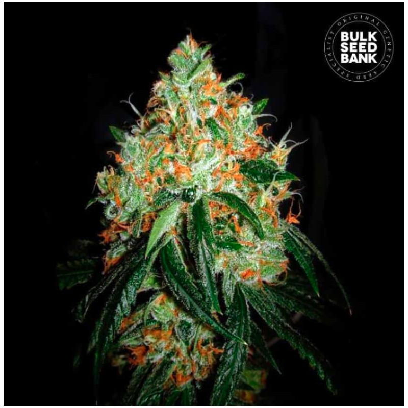 ORIGINAL ORANGE BUD · Bulk Seed Bank · cannabis seeds · Fem