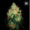 ORIGINAL ORANGE BUD · Bulk Seed Bank · kenevir tohum · Fem