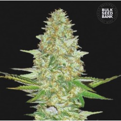 PERFECT POWER PLANT · Bulk Seed Bank · kenevir tohum · Fem