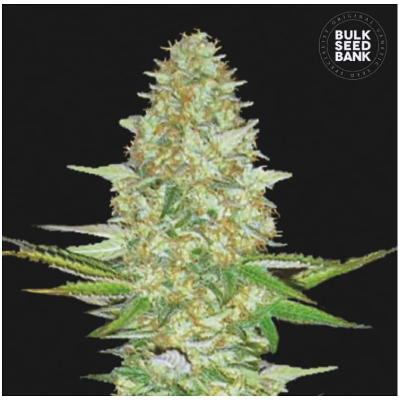 PERFECT POWER PLANT · Bulk Seed Bank · semi di canapa · Fem