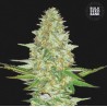 PERFECT POWER PLANT · Bulk Seed Bank · sementes de maconha · Fem