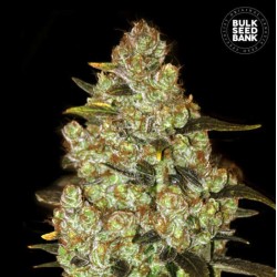 PSYCHEDELIC · Bulk Seed Bank · cannabis seeds · Fem