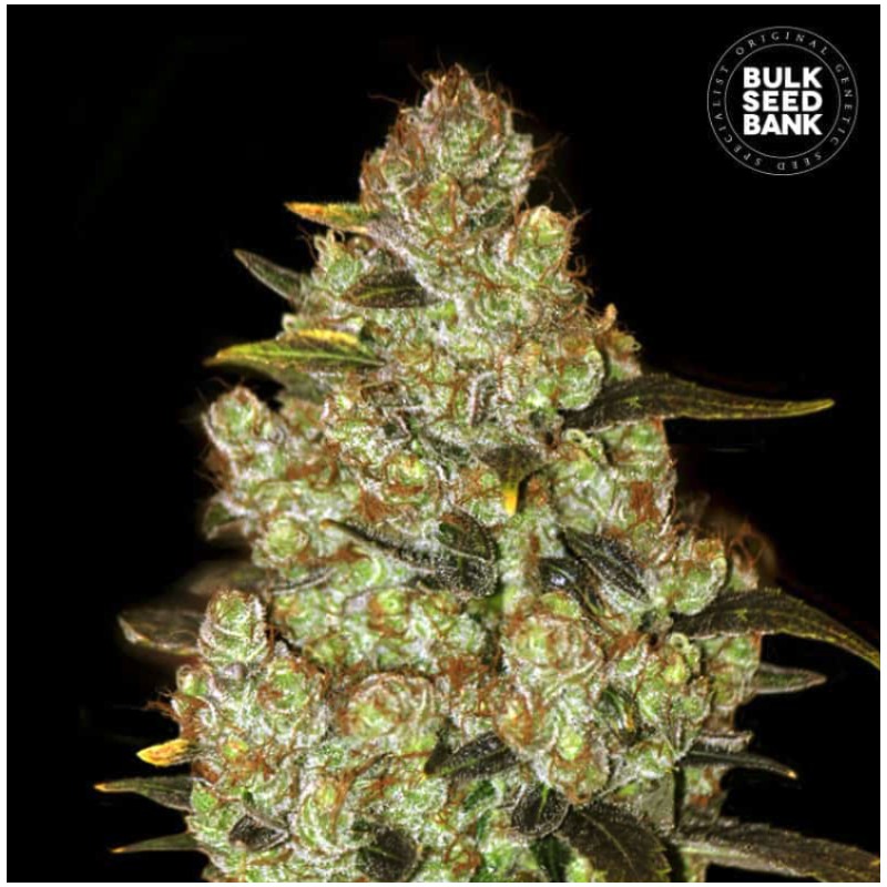 PSYCHEDELIC · Bulk Seed Bank · sementes de maconha · Fem