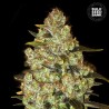 PSYCHEDELIC · Bulk Seed Bank · sementes de maconha · Fem