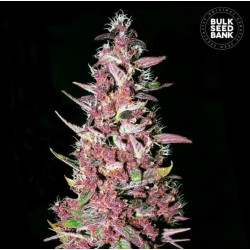 PURPLE GLAM KUSH · Bulk Seed Bank · semi di canapa · Fem