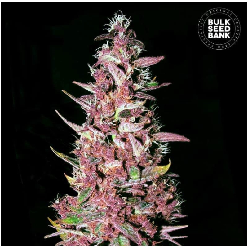 PURPLE GLAM KUSH · Bulk Seed Bank · cannabis samen · Fem