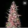 PURPLE GLAM KUSH · Bulk Seed Bank · semi di canapa · Fem