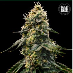 RUNTZ GLUNTZ · Bulk Seed...