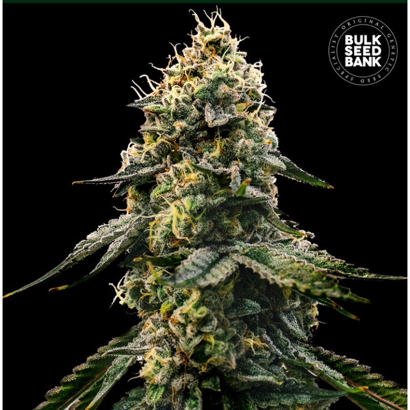 RUNTZ GLUNTZ · Bulk Seed Bank · cannabis samen · Fem
