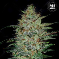 SENSIBLE STAR · Bulk Seed Bank · semi di canapa · Fem