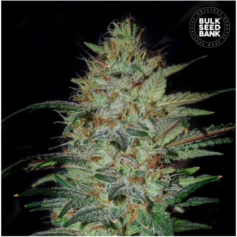 SENSIBLE STAR · Bulk Seed Bank · sementes de maconha · Fem