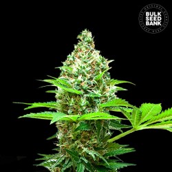 SHERBET POWER · Bulk Seed...