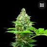 SHERBET POWER · Bulk Seed Bank · sementes de maconha · Fem