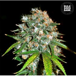 SKUNK 99 · Bulk Seed Bank · cannabis seeds · Fem