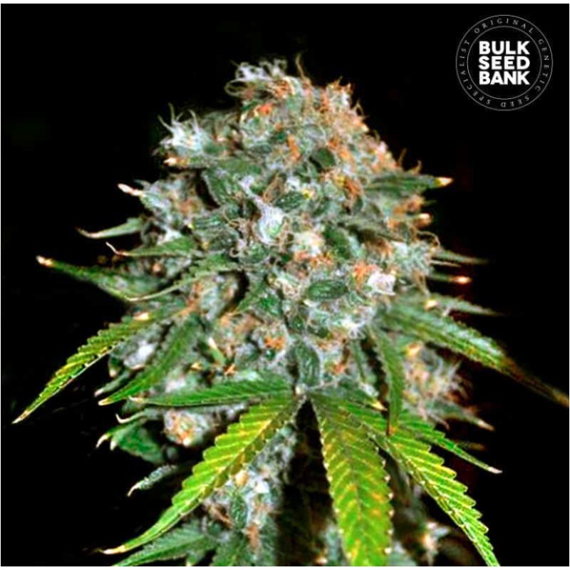 SKUNK 99 · Bulk Seed Bank · cannabis samen · Fem