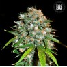 SKUNK 99 · Bulk Seed Bank · kenevir tohum · Fem