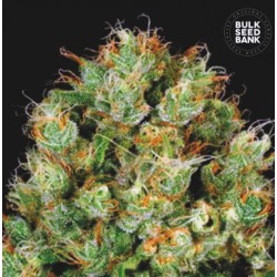 SOUR DIESEL · Bulk Seed Bank · cannabis seeds · Fem
