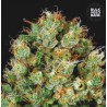 SOUR DIESEL · Bulk Seed Bank · semi di canapa · Fem