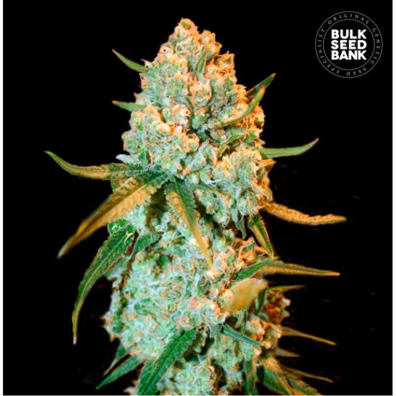 SPECIAL CRYSTAL HAZE · Bulk Seed Bank · semi di canapa · Fem