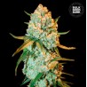 SPECIAL CRYSTAL HAZE · Bulk Seed Bank · semi di canapa · Fem