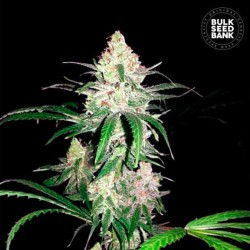 SPECIAL LIME HAZE · Bulk Seed Bank · semi di canapa · Fem