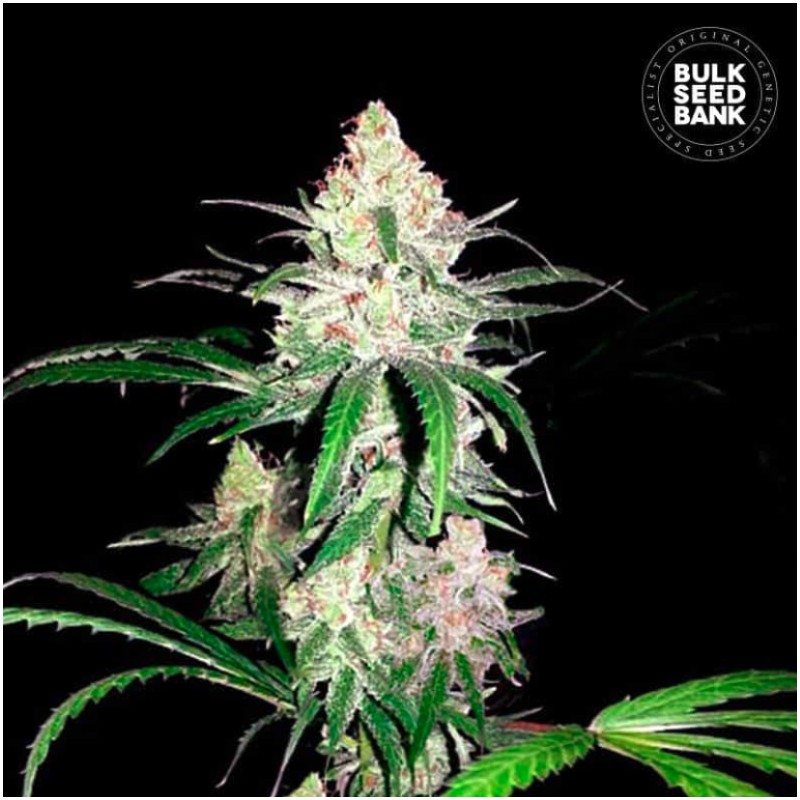 SPECIAL LIME HAZE · Bulk Seed Bank · cannabis samen · Fem