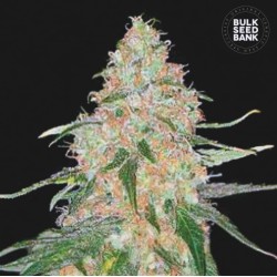 SPECIAL SKUNK · Bulk Seed Bank · kenevir tohum · Fem