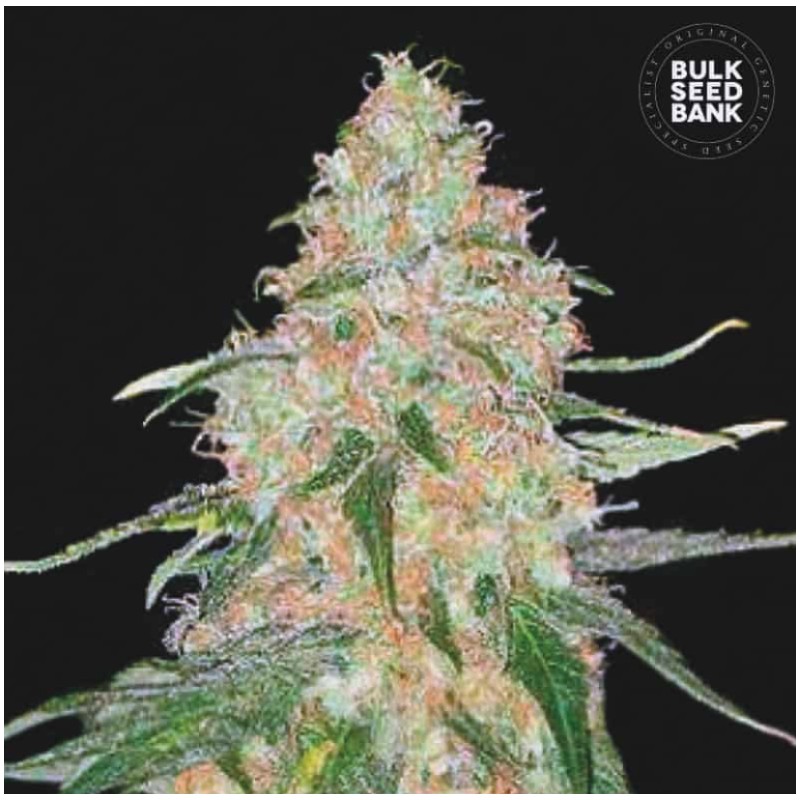 SPECIAL SKUNK · Bulk Seed Bank · cannabis samen · Fem