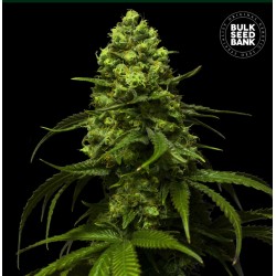 STRAWBERRY FERRY · Bulk Seed Bank · semi di canapa · Fem