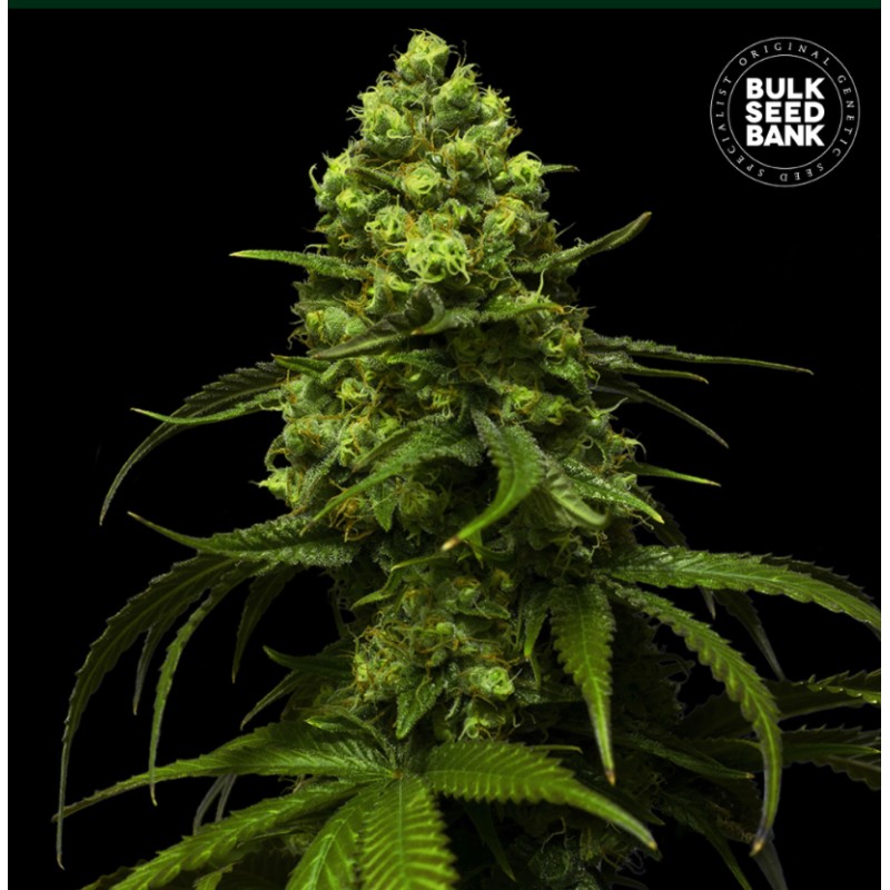 STRAWBERRY FERRY · Bulk Seed Bank · cannabis samen · Fem