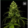 STRAWBERRY FERRY · Bulk Seed Bank · cannabis samen · Fem