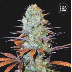 SUNMANGO · Bulk Seed Bank · cannabis samen · Fem