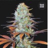 SUNMANGO · Bulk Seed Bank · kenevir tohum · Fem
