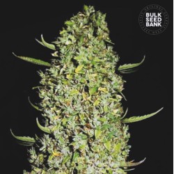 THE UNLIMITED · Bulk Seed Bank · kenevir tohum · Fem