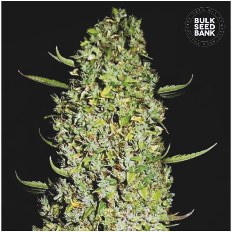 THE UNLIMITED · Bulk Seed Bank · cannabis samen · Fem