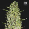 THE UNLIMITED · Bulk Seed Bank · sementes de maconha · Fem