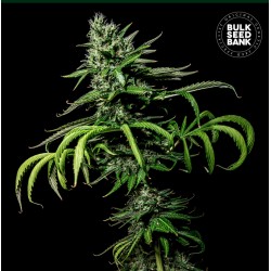 TROPICAL COCONUT · Bulk Seed Bank · cannabis samen · Fem