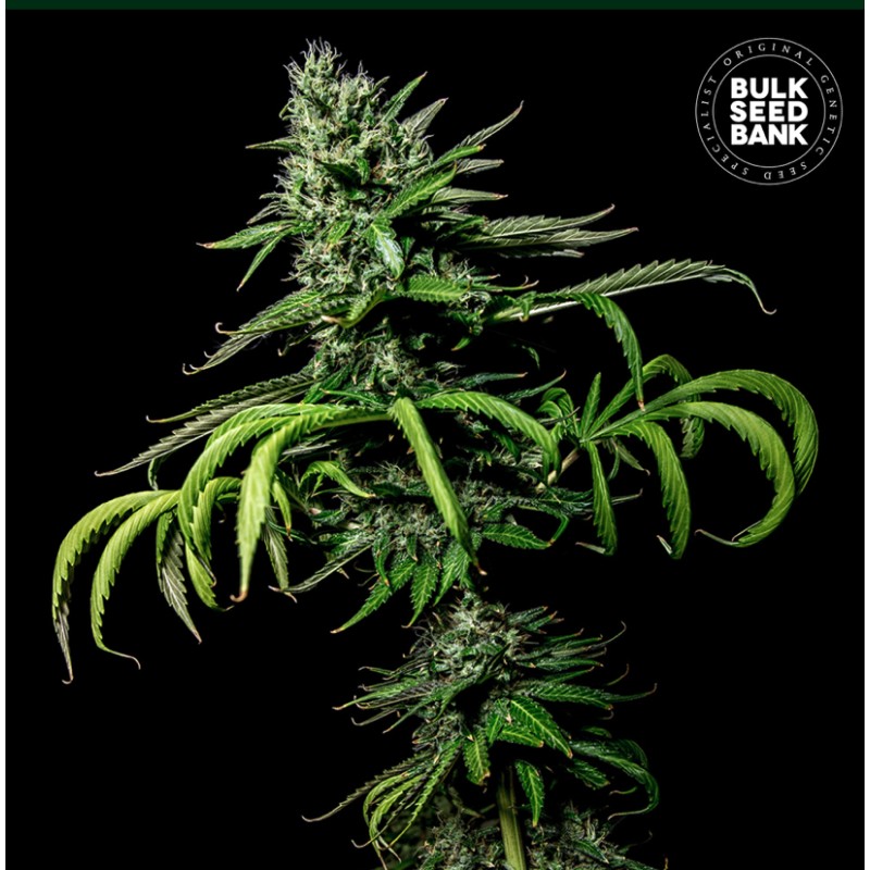 TROPICAL COCONUT · Bulk Seed Bank · kenevir tohum · Fem