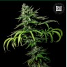 TROPICAL COCONUT · Bulk Seed Bank · semi di canapa · Fem