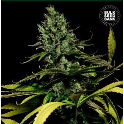 WATERMELON JAM · Bulk Seed...