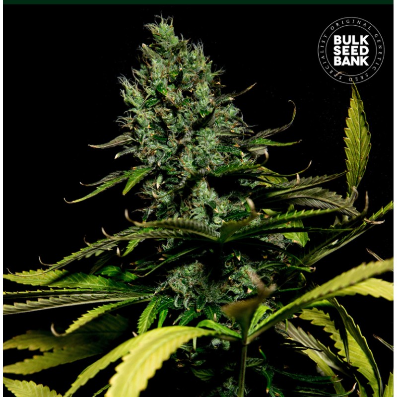 WATERMELON JAM · Bulk Seed Bank · sementes de maconha · Fem
