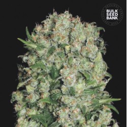 WHITE PRUSSIAN · Bulk Seed Bank · semi di canapa · Fem