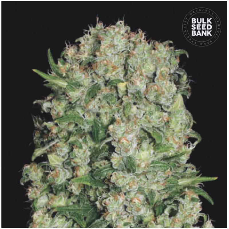 WHITE PRUSSIAN · Bulk Seed Bank · cannabis samen · Fem