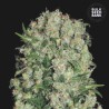 WHITE PRUSSIAN · Bulk Seed Bank · cannabis samen · Fem